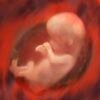 Human Fetus in the womb