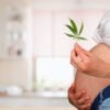 pregnant cannabis