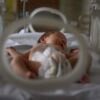 Newborn Baby Sleeping In Hospital Incubator